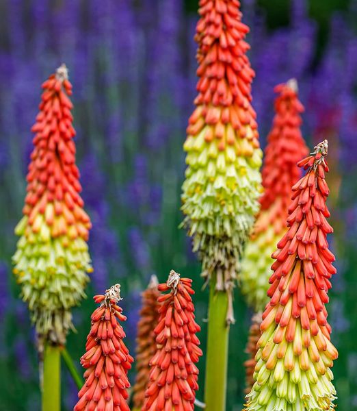 Kniphofia uvaria 'Royal Castle'